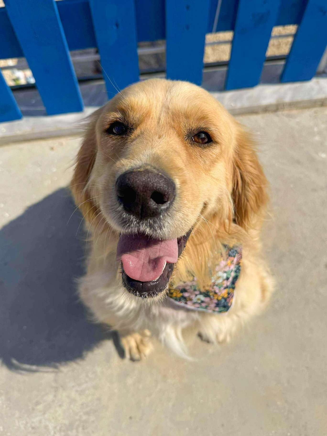 Muffin - Application Limit Exceeded 