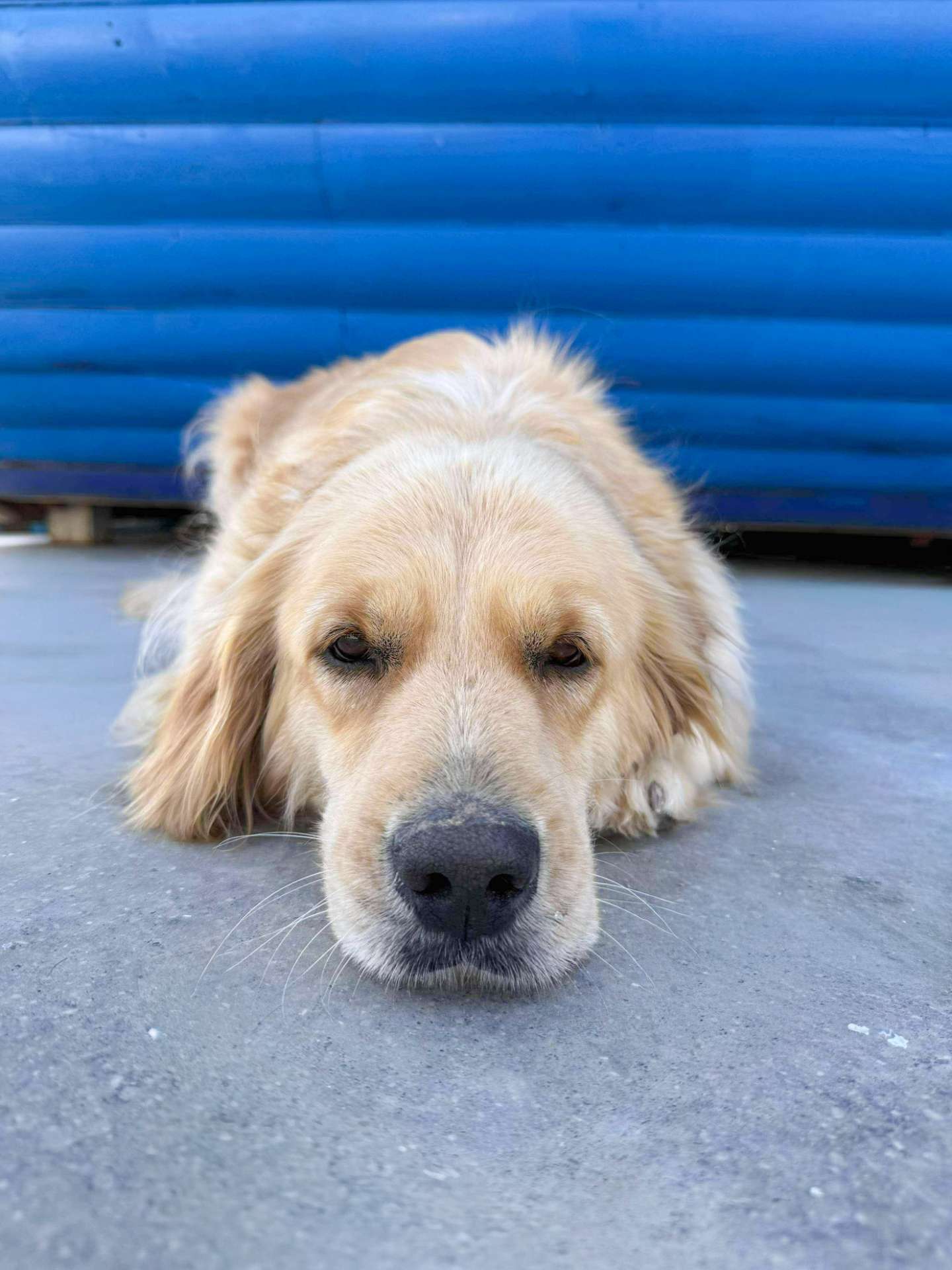 Muffin - Application Limit Exceeded 