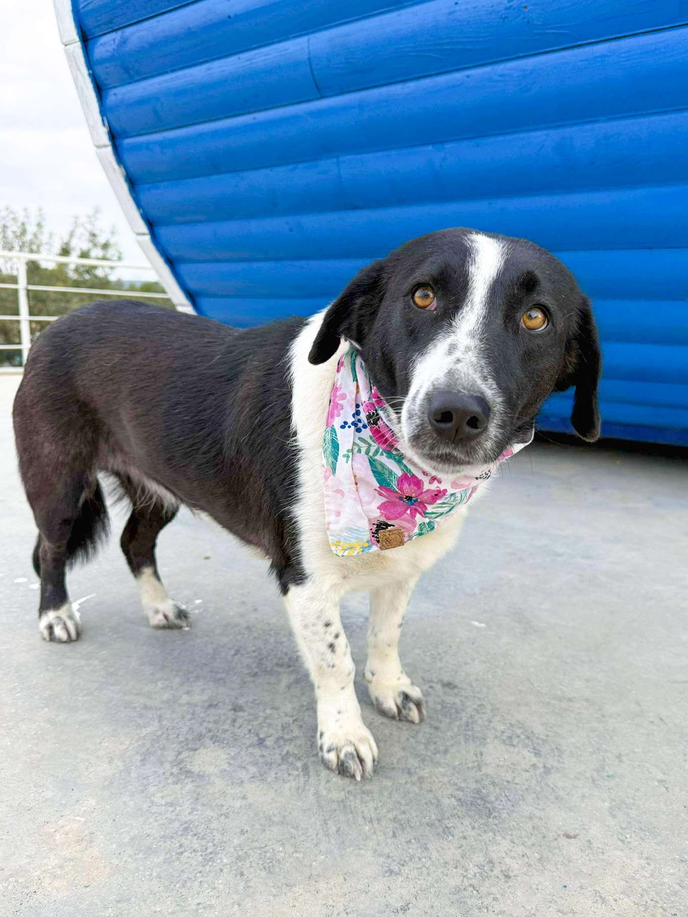 Pina-app limit exceeded 