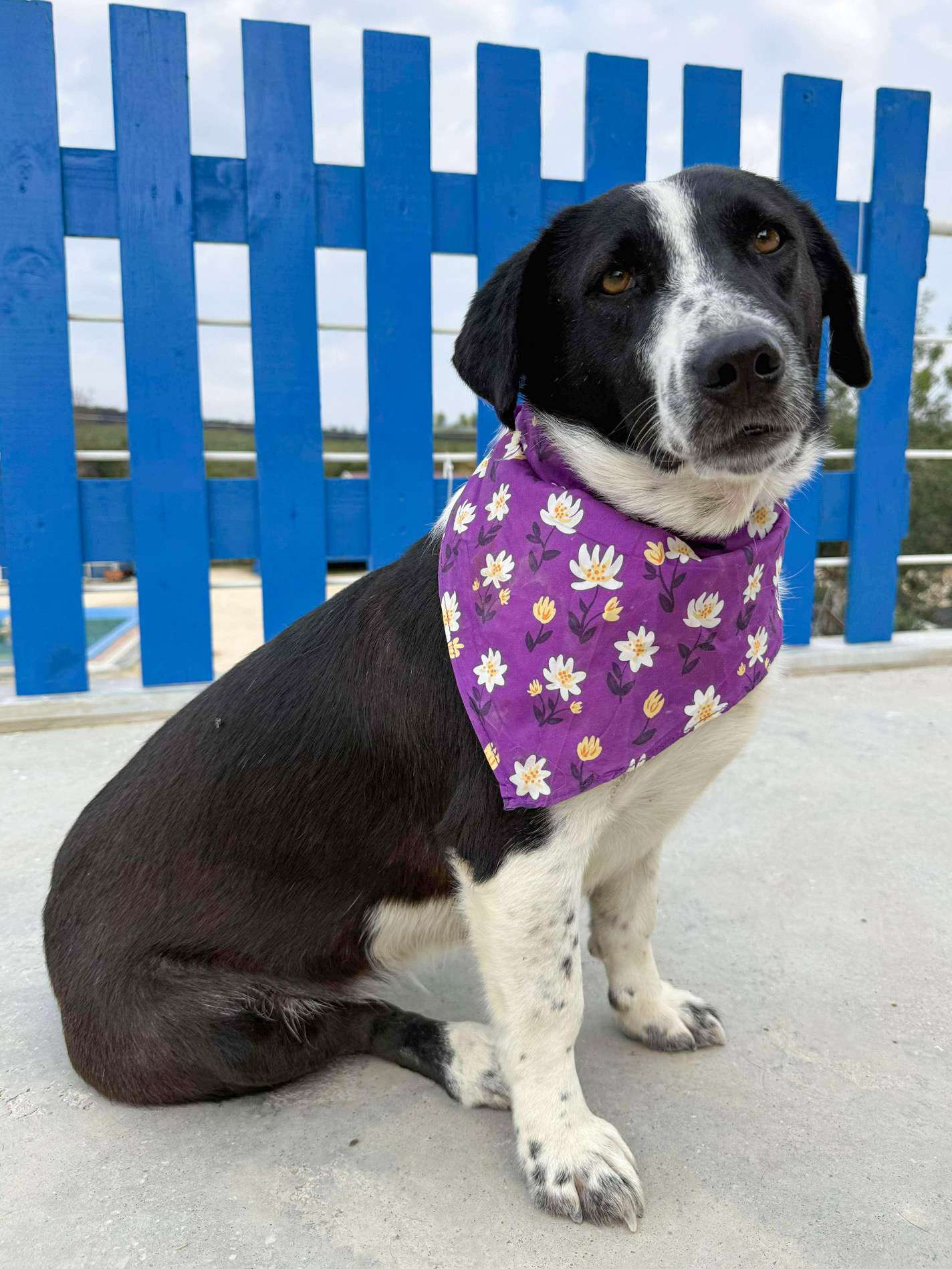 Pina-app limit exceeded 