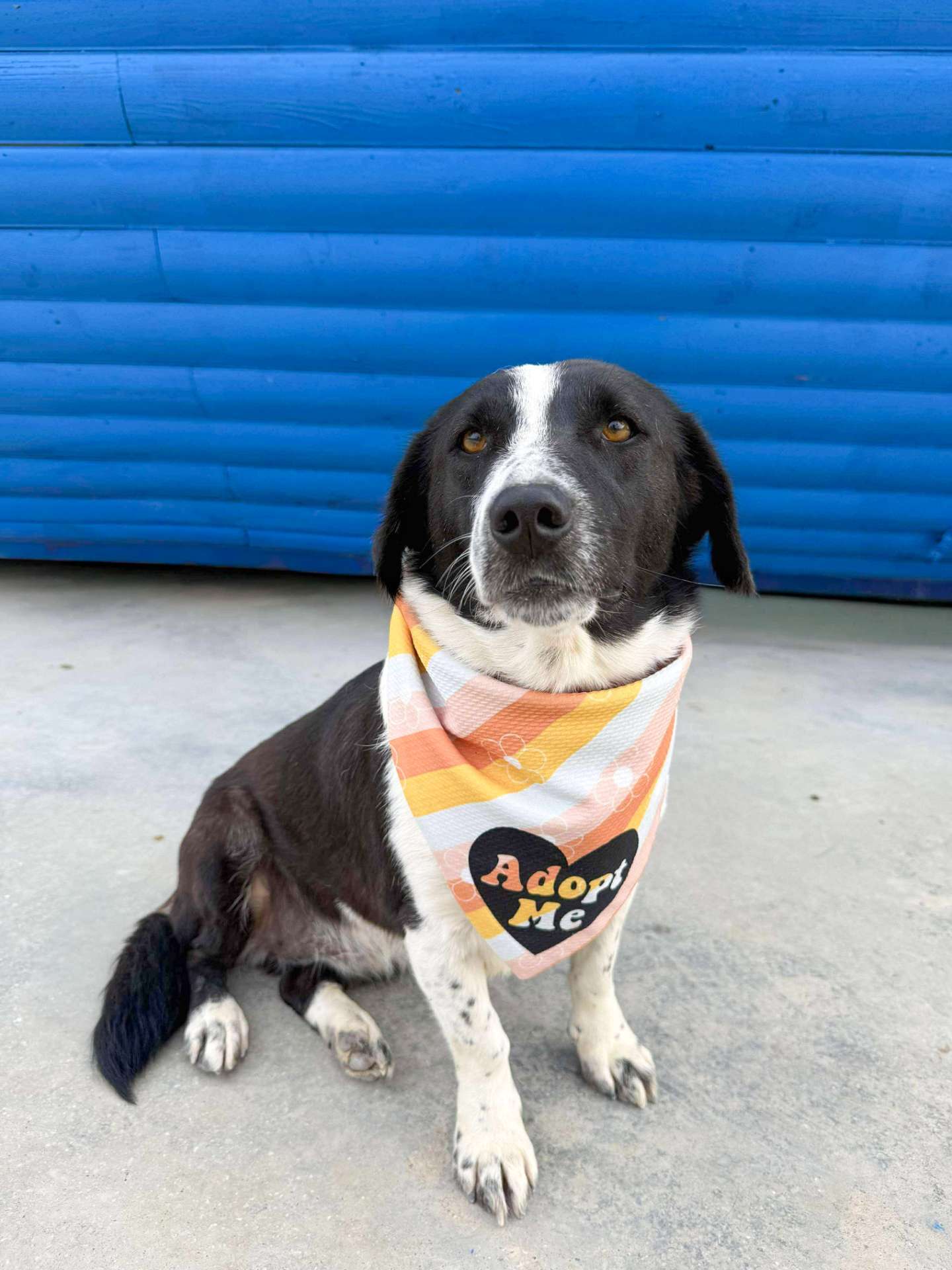 Pina-app limit exceeded 