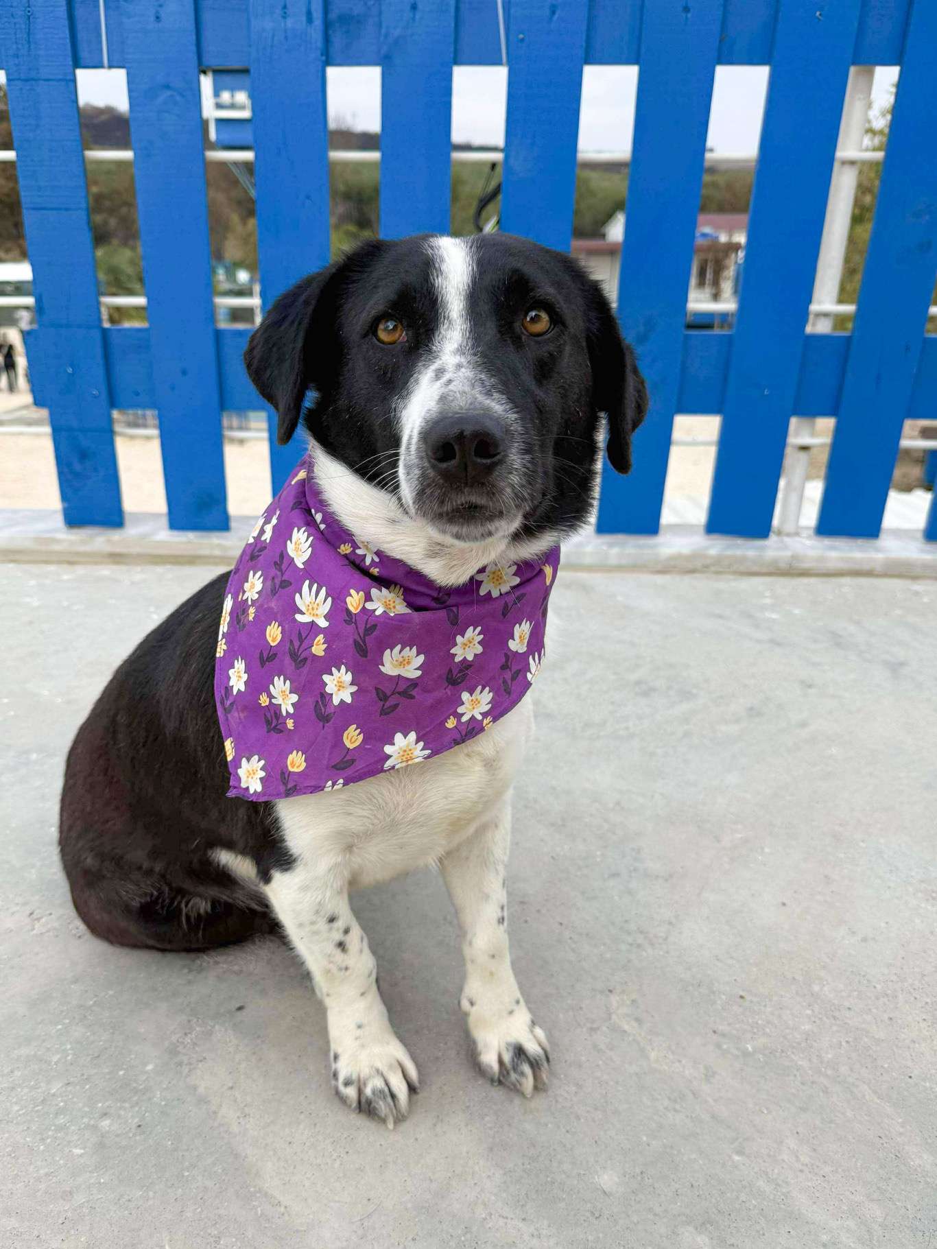 Pina-app limit exceeded 