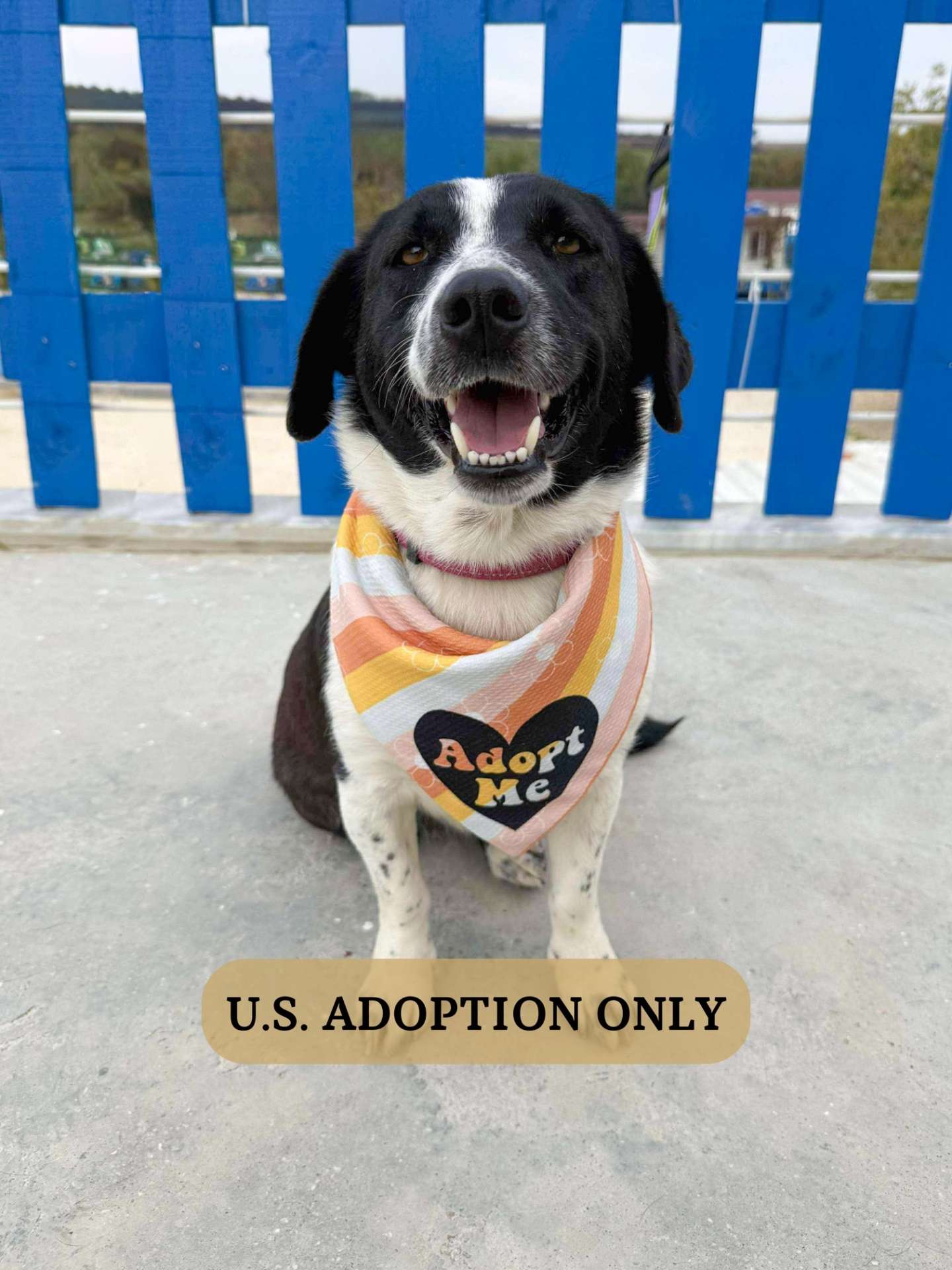 Pina-app limit exceeded 