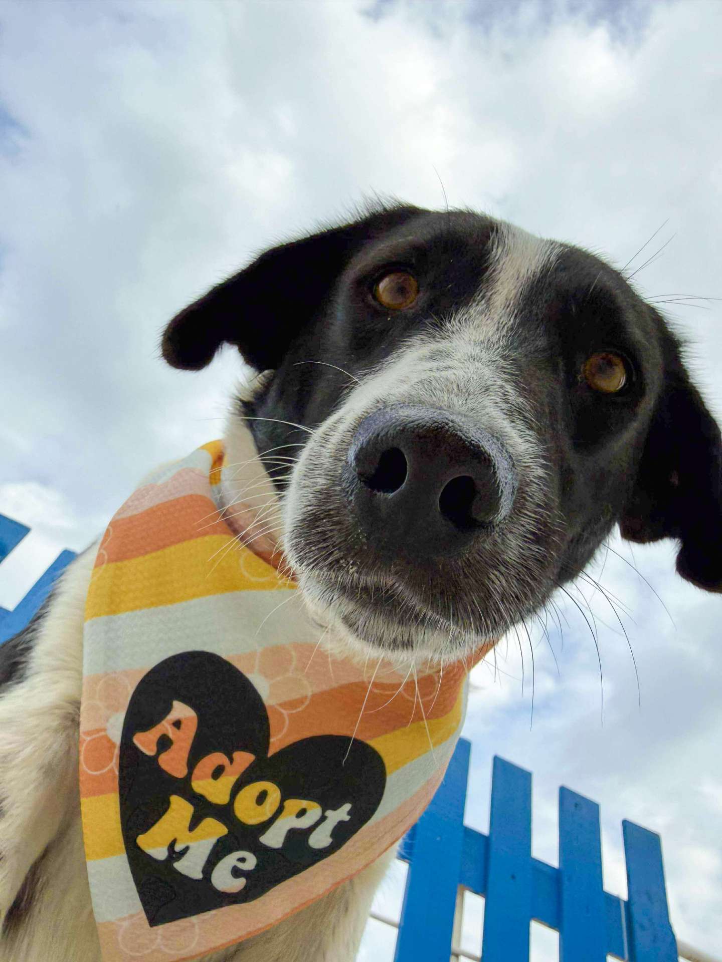 Pina-app limit exceeded 