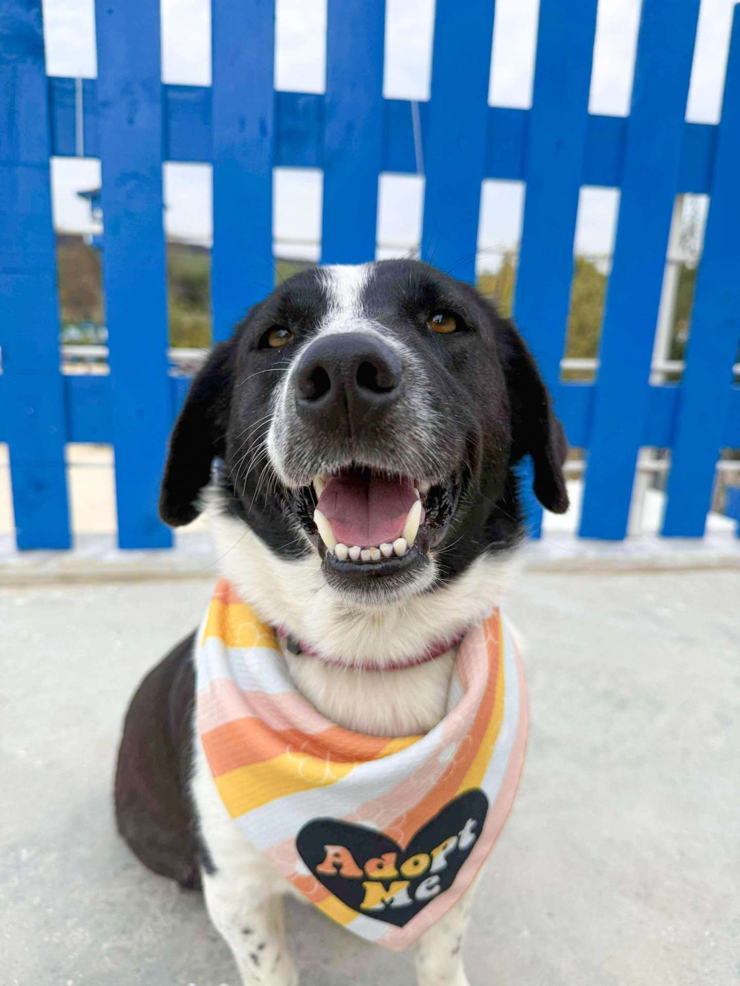 Pina-app limit exceeded 