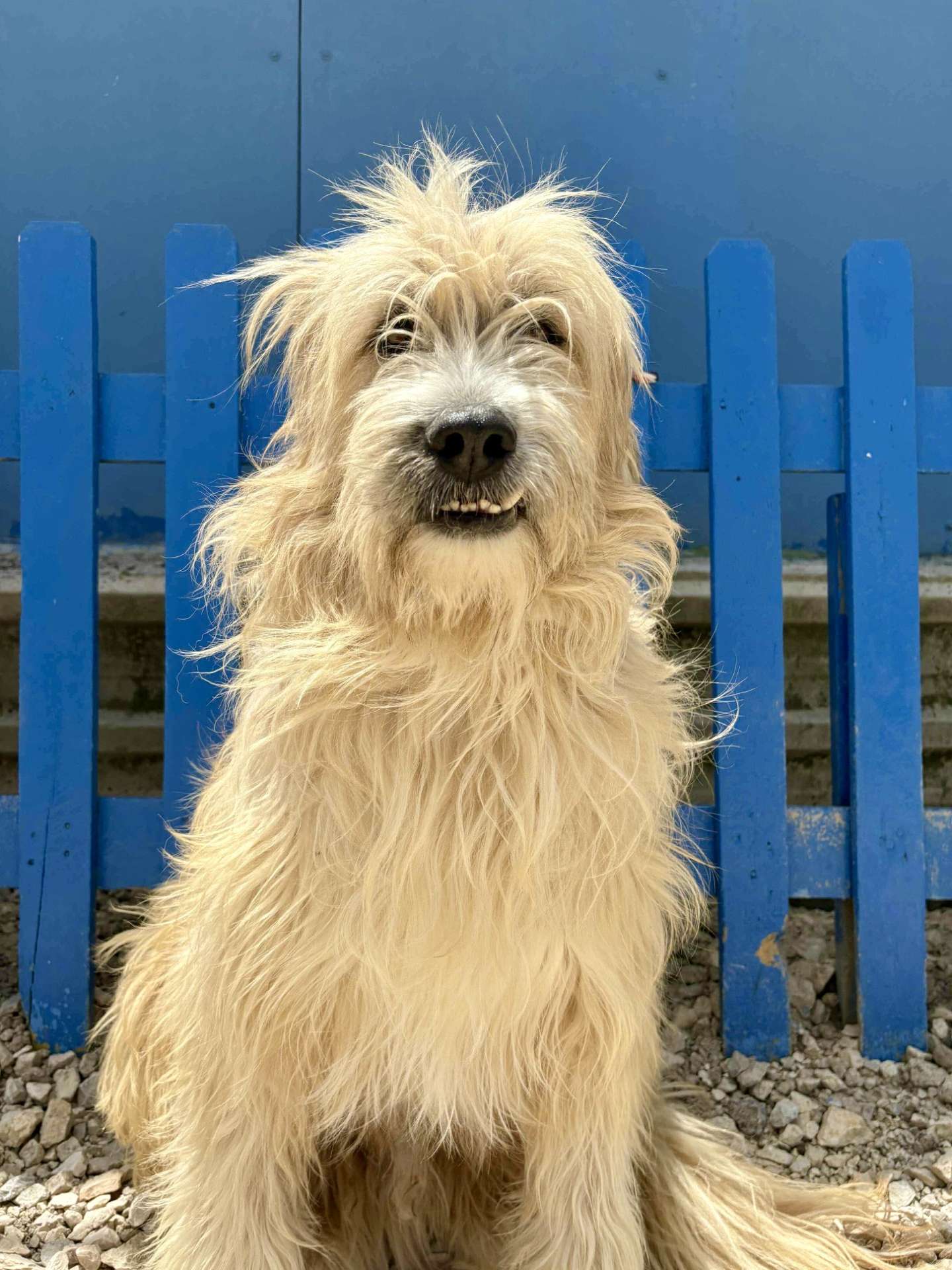 Fonzie APPLICATION LIMIT EXCEEDED