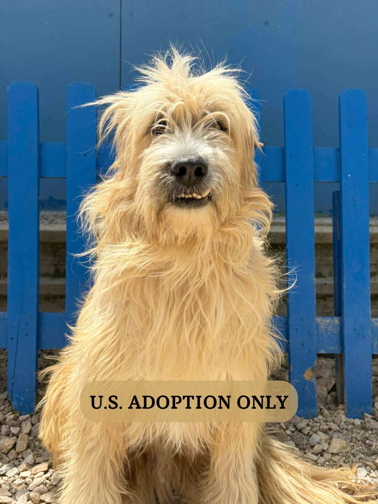 Fonzie APPLICATION LIMIT EXCEEDED