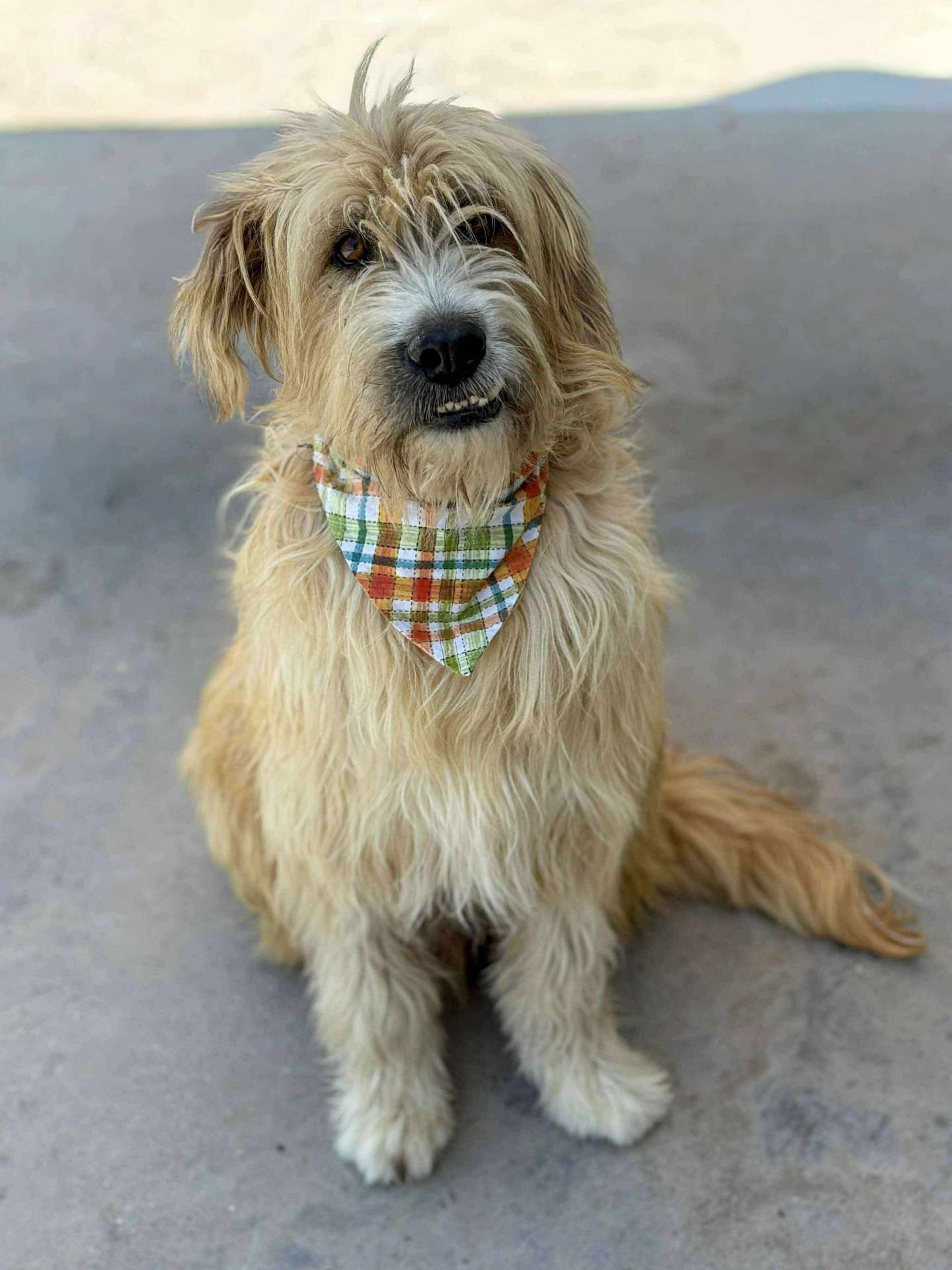 Fonzie APPLICATION LIMIT EXCEEDED