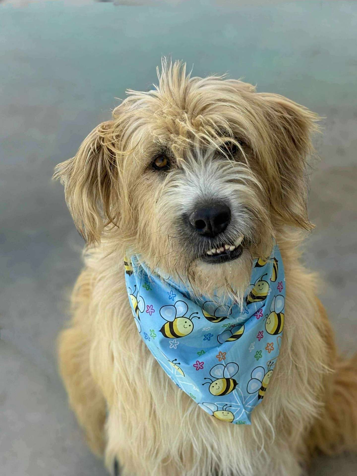 Fonzie APPLICATION LIMIT EXCEEDED