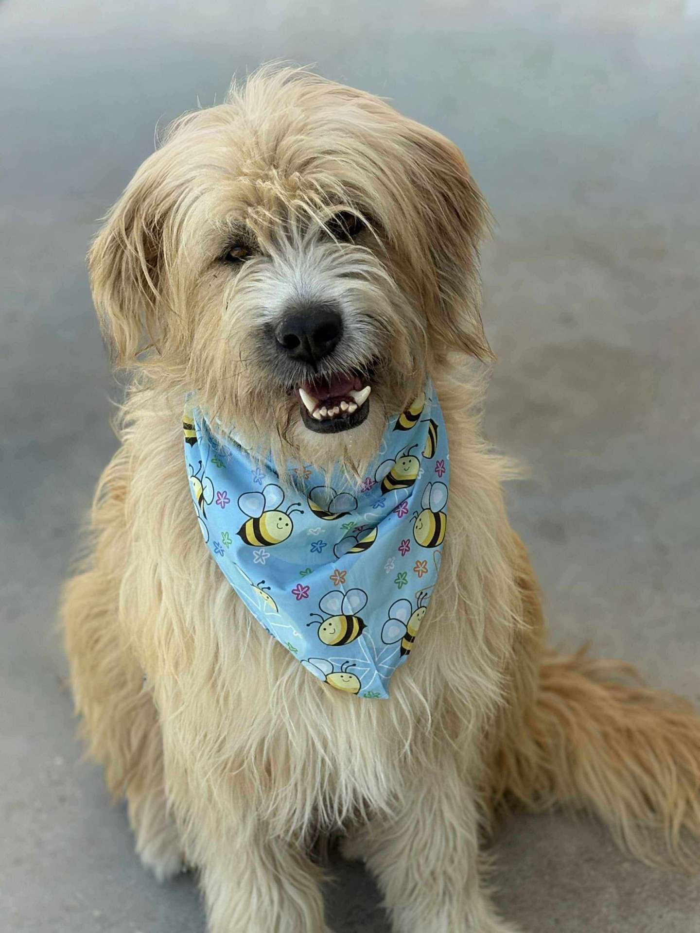 Fonzie APPLICATION LIMIT EXCEEDED