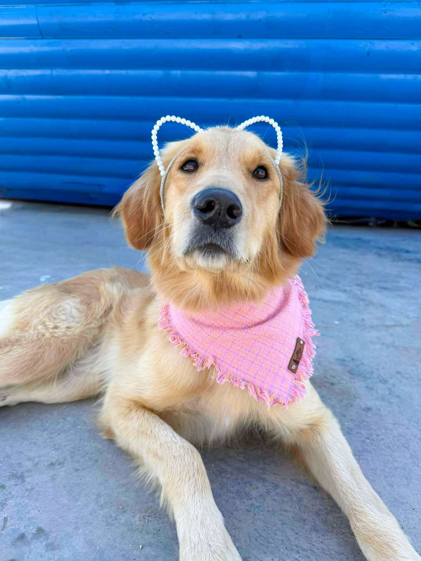 Sparrow - Application Limit Exceeded