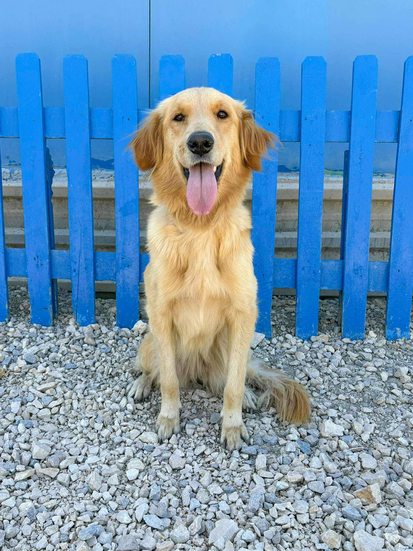 Sparrow - Application Limit Exceeded