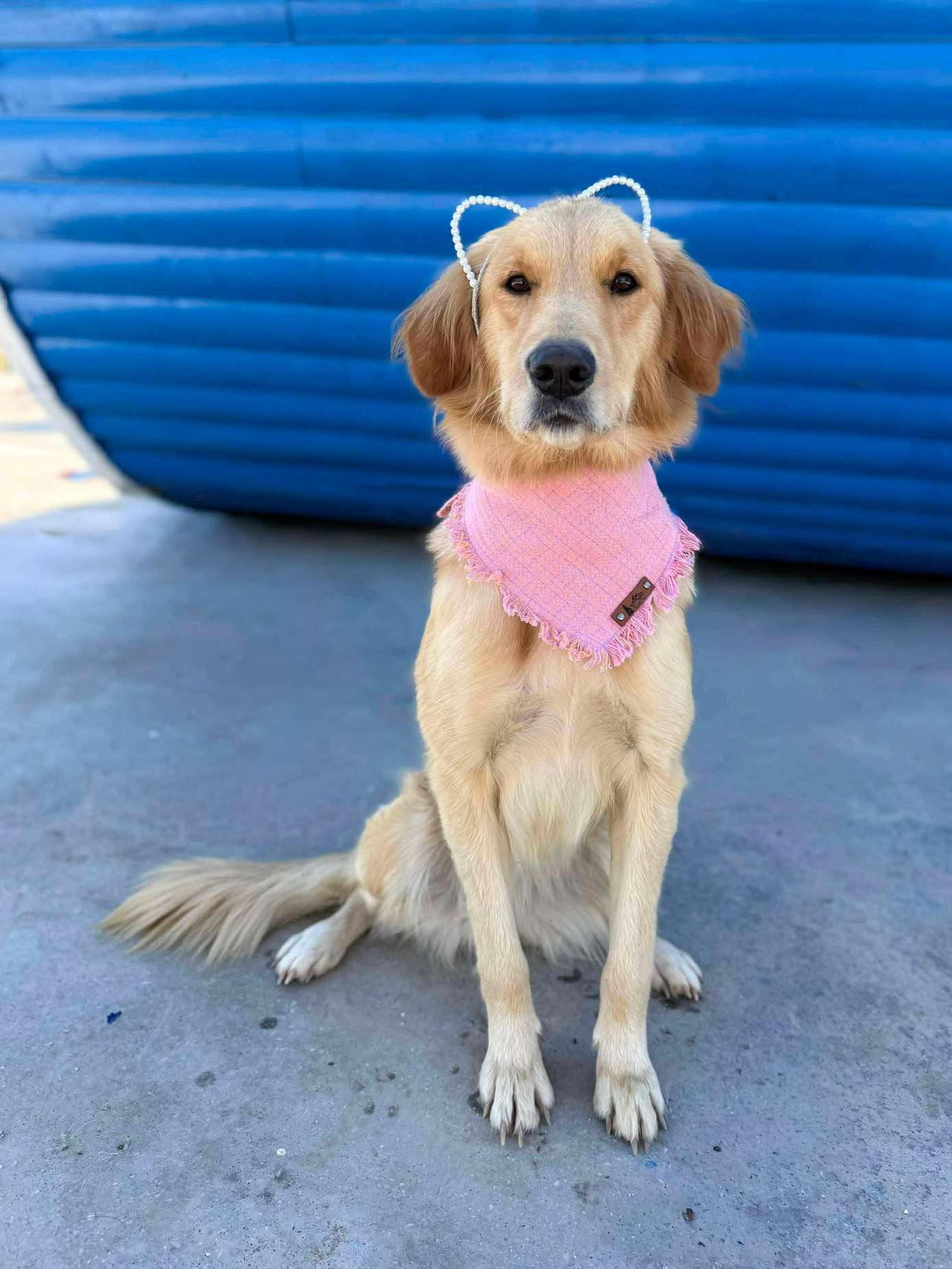 Sparrow - Application Limit Exceeded