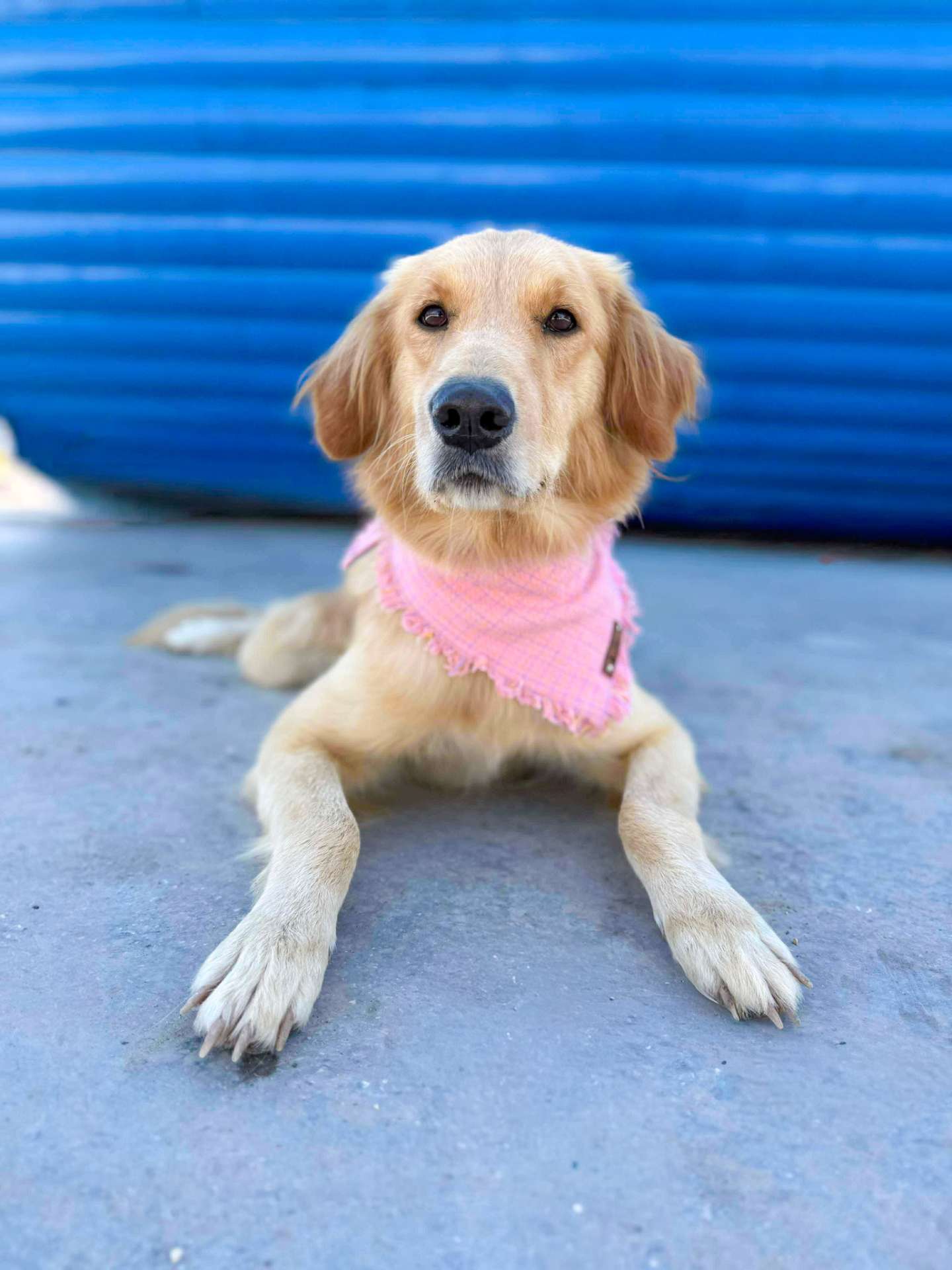 Sparrow - Application Limit Exceeded