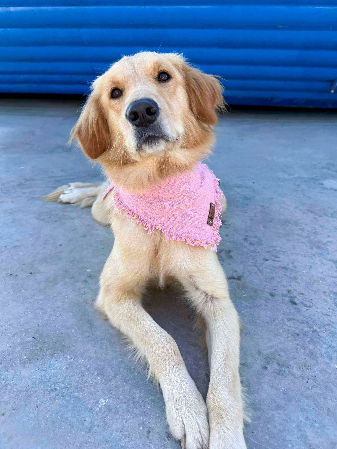 Sparrow - Application Limit Exceeded