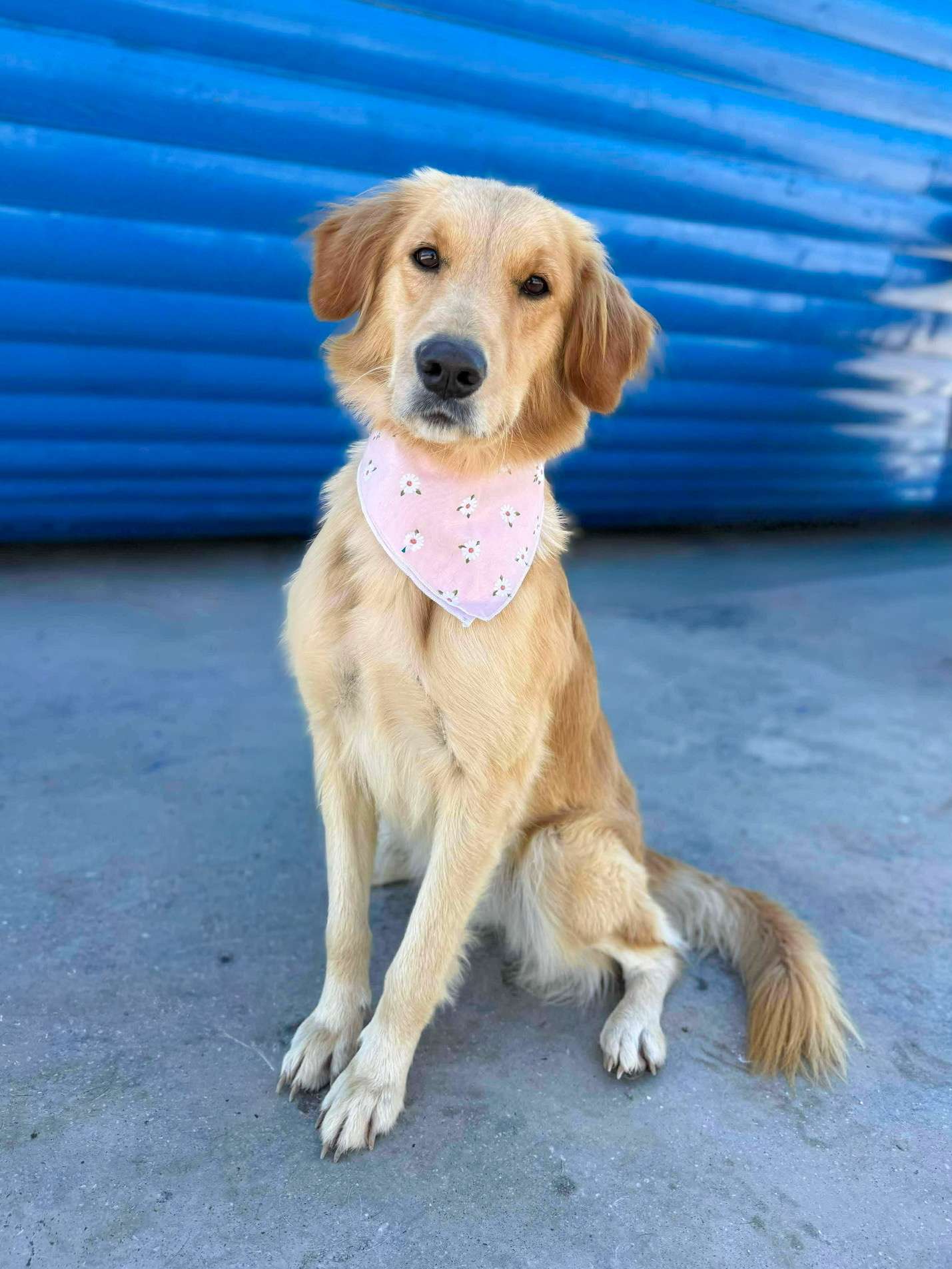 Sparrow - Application Limit Exceeded